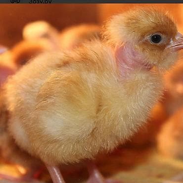 баран живой: Продаю | Куры | Для разведения — 1