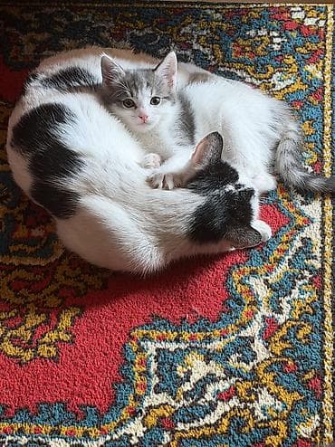 кошки сфинксы: Отдам котят в добрые руки ❤️ Котята домашние, окрас на выбор: - — 8