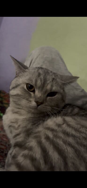 британский вислоухий кот: Кот британской породы с серой полосатой шерстью. У кота плотная — 6