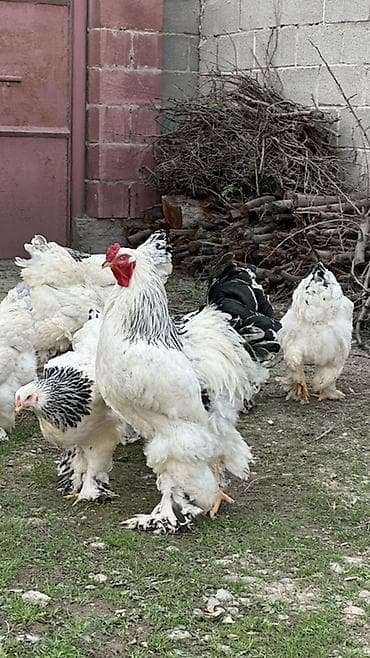 цыплята брамма: Продаю | Куры | Брама | Для разведения — 3