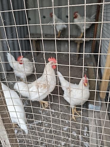 живой корм: Продаю | Куры | Леггорн | Несушки — 4