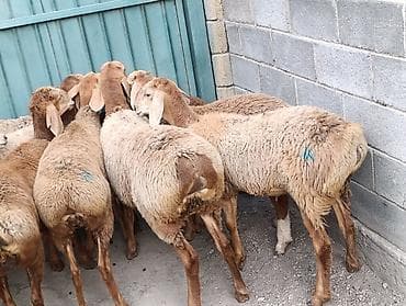 кошка домик: Продаю | Ягненок | Арашан | Для разведения | Ярка — 1