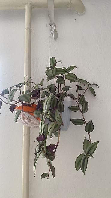 Фиалки и глоксинии: Глоксиния комнатная в горшке (Gloxinia, Sinningia speciosa) - Крупные — 10