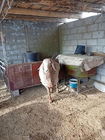 барана стрижка: Продаю | Овца (самка) | Полукровка | Для разведения | Матка — 8