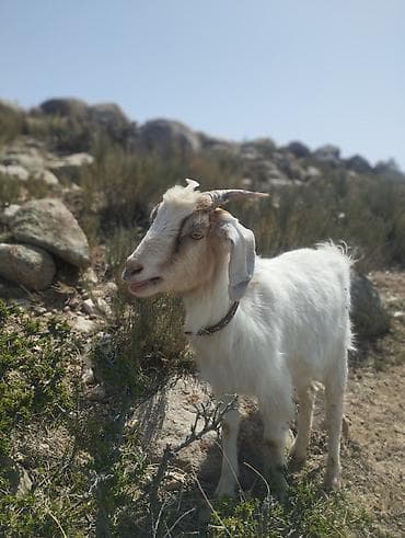 собака спанель: Продаю | Коза (самка) | Для молока — 3