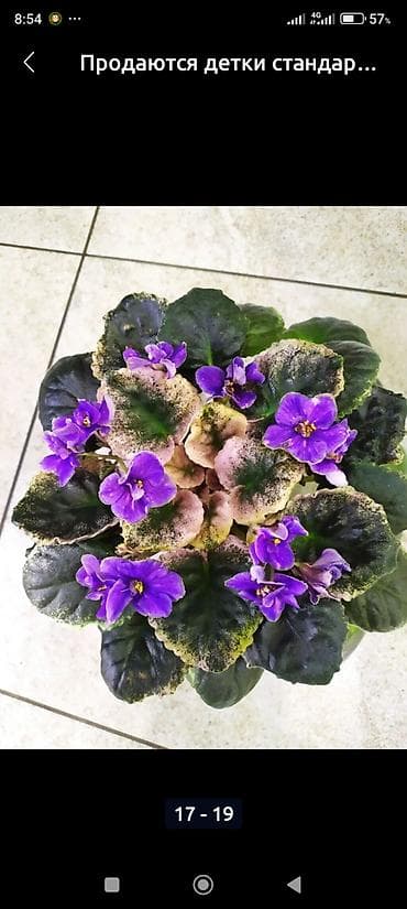 Фиалки и глоксинии: 🌱🌺🌱 Продаю сортовые ДЕТКИ,СТАРТЕРЫ стандартных, трейлерныхмини и — 8