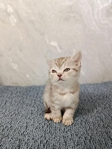 Продажа кошек: Шотландские котята (Scottish Fold/Scottish Straight) 1,5 месяца. - — 4