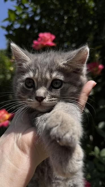 вин кот: 2 месяца, Девочка, Серый, Метис — 5