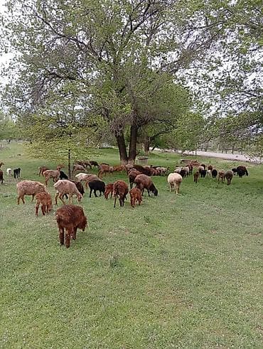 бараны мириносы: Продаю | Овца (самка) | Полукровка | Для разведения | Матка — 1