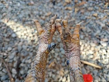 декоративные голуби: Продаю | Куры | Для разведения — 5