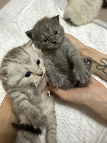 Шотландские котята (страйт и фолд), помёт разноколёрный: - Окрас at lalafo.kg Шотландские котята (страйт и фолд), помёт разноколёрный: - Окрас