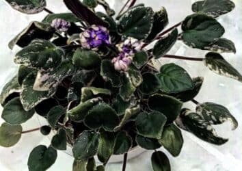 тоголок молдо исанова: Продаю цветущие фиалочки 🌿 🌺🌿 Цены200- 250 -300 сом.Оптовым — 10