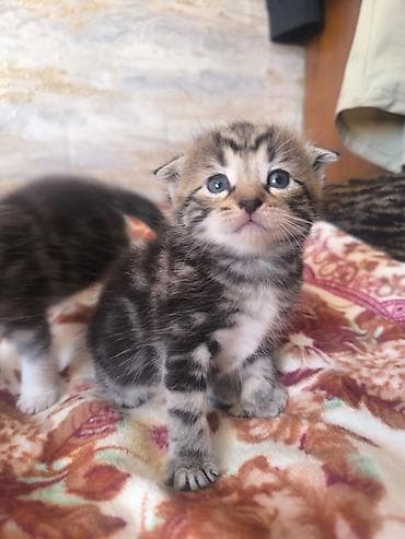 свинкс кот: Продам котят !!! порода - скотиш фолд котята чистокровные, все — 5