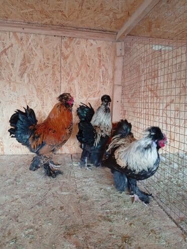 сколько стоит чихуахуа мини: Продаю | Петух | Для разведения — 3