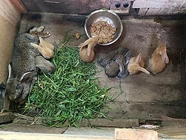 Үй жаныбарлары: Сатам | Коендун бөжөктөрү | Көбөйтүү үчүн — 2
