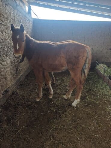 сельскохозяйственные животные продажа: Продаю | Жеребенок | Для разведения — 1