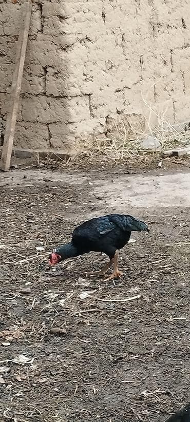 Тооктор, короздор: Сатам | Тооктор | Тебиштирүүчү | Көбөйтүү үчүн — 3