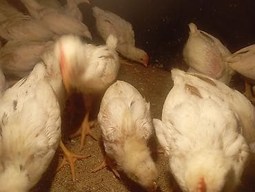 канцтовары оптом бишкек: Продаю питушков пароды Легорн — 4