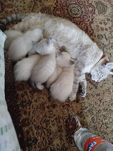 Котята от кошки с серебристым окрасом и голубыми глазами. - Окрас