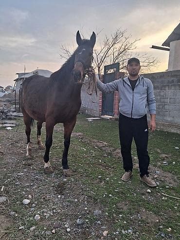 Кошки: Продаю | Кобыла (самка) | Английская | Конный спорт | Племенные — 10