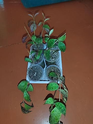 искусственный цветок в горшке большой: Шеффлера вариегатная (Schefflera arboricola variegata) в горшке. - — 5
