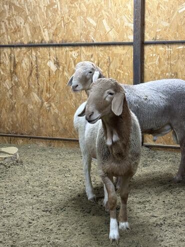 племенные коровы молочные купить: Продаю | Овца (самка), Баран (самец) | Арашан | Для разведения | Матка — 13