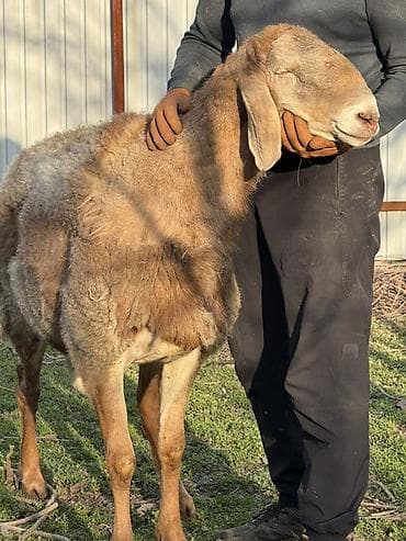 таза канду: Продаю | Баран (самец) | Арашан | Для разведения | Осеменитель — 4