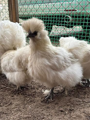 шпиц девочка: Продал семью Китайский Шелк петух и кур — 1