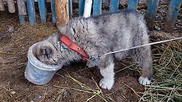 Отдам даром собаку: Алабай, 1 месяц, Самец — 9