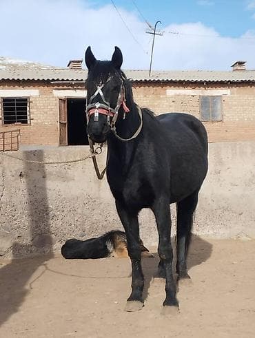 чистокровный лошадь: Продаю | Жеребец | Для разведения | Осеменитель — 2