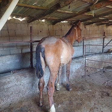 хомяк цена бишкек: Продаю | Жеребец | Рабочий — 1