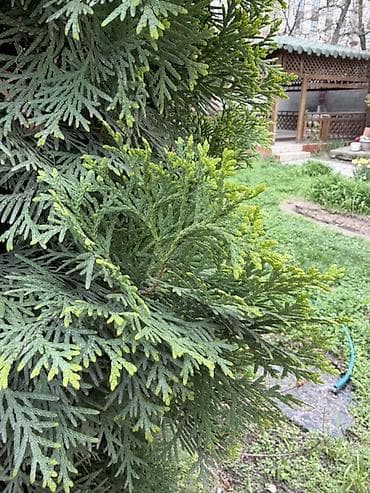 запад: Туя западная (Thuja occidentalis), колоновидные/пирамидальные формы — 3