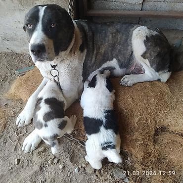 собаки щпиц: Щенки по 15000 т.с обр по вотсап номеру — 2