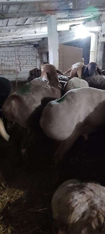 голубая рыбка: Продаю | Ягненок | На забой, Для разведения, Для шерсти | Племенные — 4