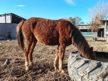 купить собаку для охоты: Продаю | Жеребенок | Полукровка | Рабочий — 3
