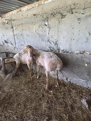 восточно европейские овчарки: Продаю | Овца (самка), Баран (самец) — 4