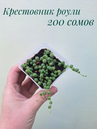 газон готовый: ● Комнатные растения (укоренённые черенки, молодые растения, взрослые — 5