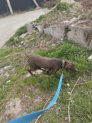 шпиц в бишкеке: Продаю Курцхаара Кобель возраст 10 месяцев, На охоту не выходил но — 2