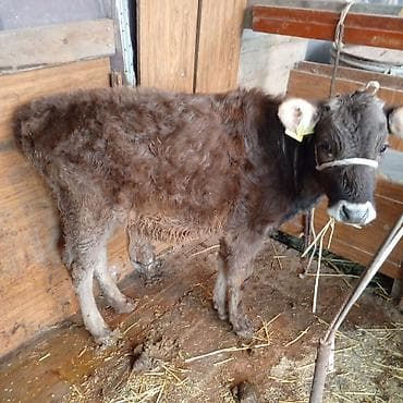 уй животных: Продаю | Тёлка | Герефорд | На откорм — 5