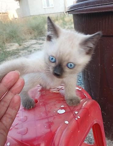 Котята - Описание: игривые малыши с ярко-голубыми глазами и короткой