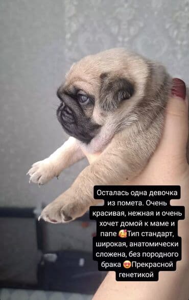 щен: РАНЕЕ БРОНИРОВАНИЕ ЩЕНКОВ МОПСА — 1