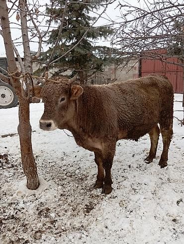 Продаю | Бык (самец) | На откорм | Привязанные at lalafo.kg Продаю | Бык (самец) | На откорм | Привязанные