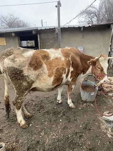 Аквариумдар: Сатам | Уй (ургаачы) | Аргын | Сүт алуу үчүн | Байланган — 3