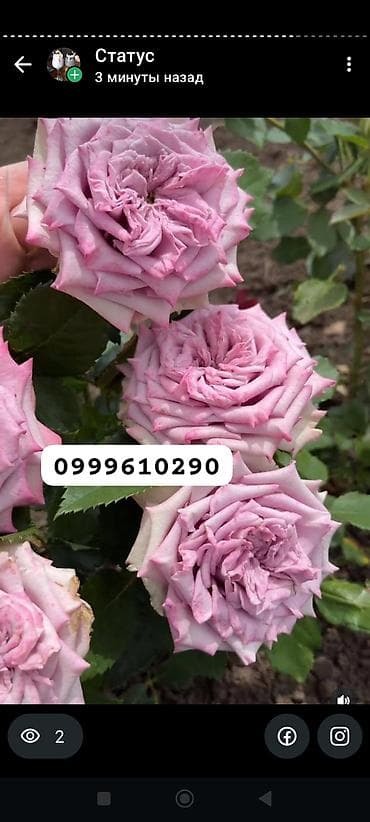 штамбовые розы: Саженцы цветка: Розы, Платная доставка — 8