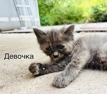 продам кошку: Котята, домашние, от одной кошки. Возраст на фото — малыши, уже едят — 2