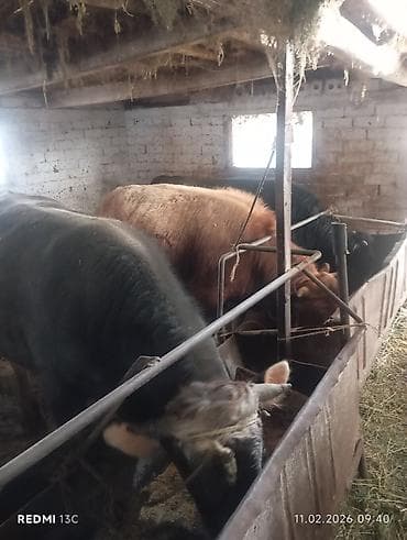 бультерьер бишкек: Сатам | Бука (эркек) | Союуга — 1