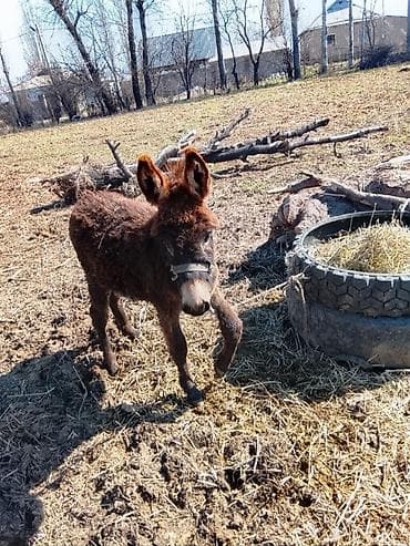 кукуруз варка: Жаш кодолек сатылат баасы 2500. жашы 1 жаш — 1