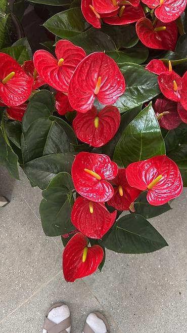 Антуриум (Anthurium andraeanum) с крупными ярко‑красными покрывалами и