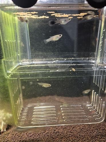 фарель малёк: Мальки гуппи (Poecilia reticulata) - Молодые активные рыбки, окрас — 1