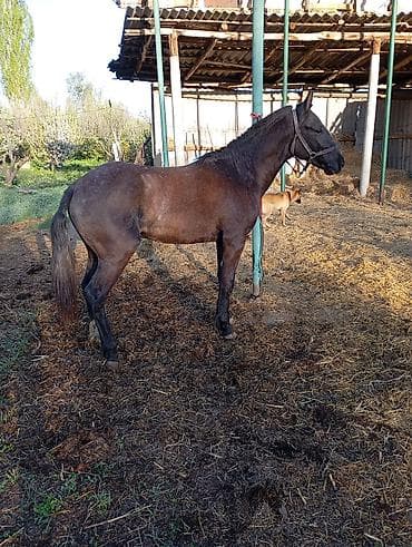 Продаю | Конь (самец) | Рабочий